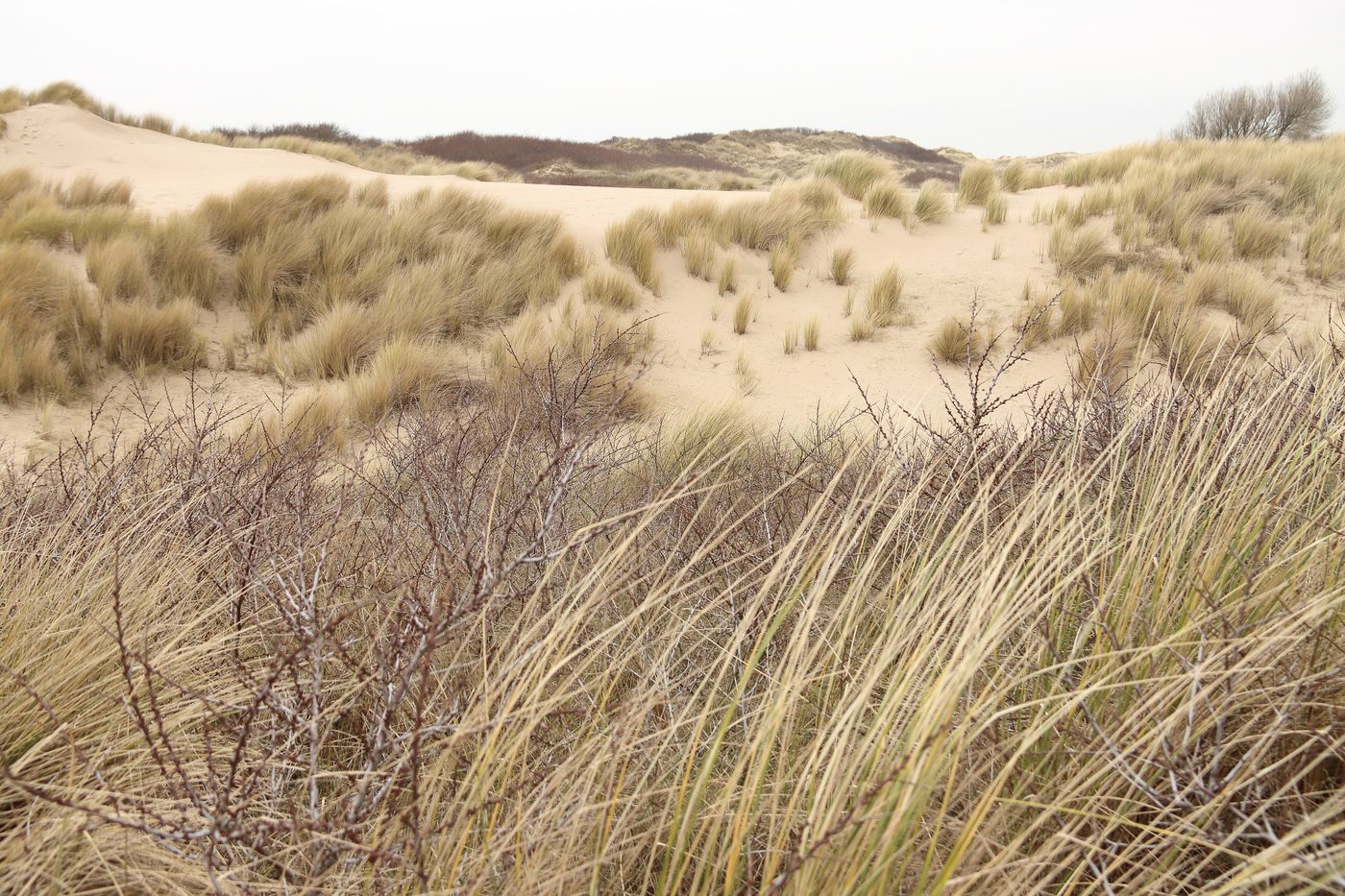 Duinen van natuurgebied Voornes Duin bij de Rotterdamse haven